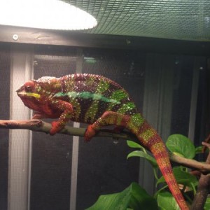 my male panther chameleons