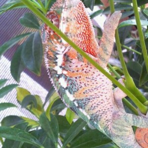 my new cham getting it on Tuesday