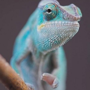 My chameleon images