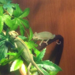 My baby Veiled Chameleons