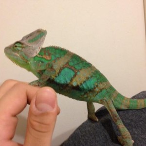 Veiled chameleon