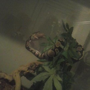 my snake