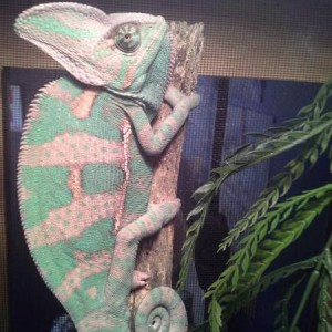 Ziggy; Chameleon