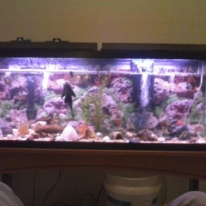 My fishtank