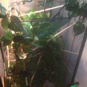 Chameleon Area Update 7/14