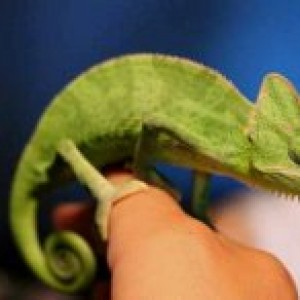 What fruits and vegetables will veiled chameleons feed on