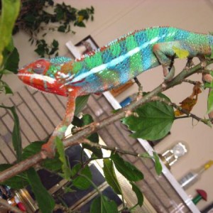 For sale!yellow body-blue bar Ambilobe male $350 shipped