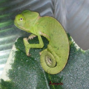 Artemis the veiled chameleon