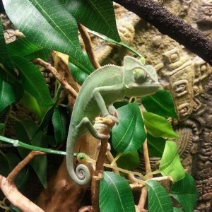 Rocky the Chameleon