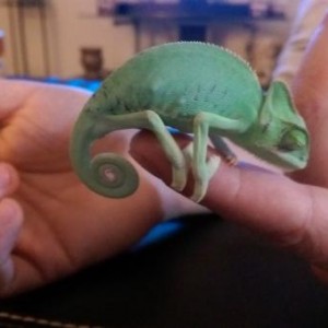 Chami Chameleon