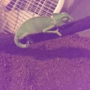 rango the veiled chameleon