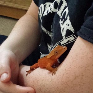 Diego the crestie