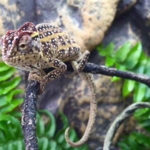 Furcifer Campani