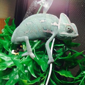 My new chameleon