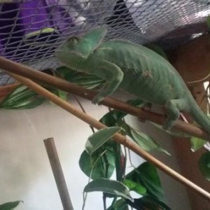 Durban Female Veiled Chameleon