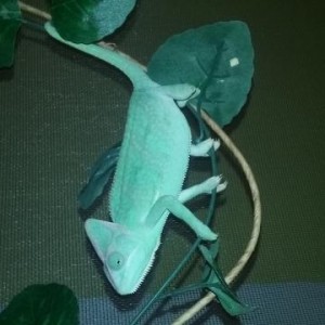 Female veiled chameleon