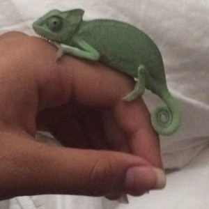 Jalapeño the Chameleon