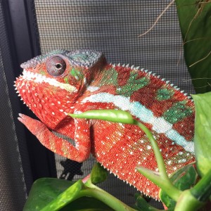 South Texas Chameleons