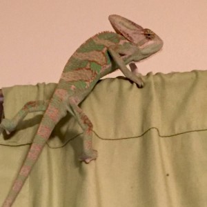 Neko-Veiled Chameleon