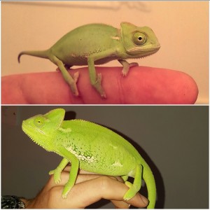 My 2 Yemen Chameleons