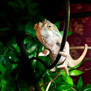 Panther Chameleon