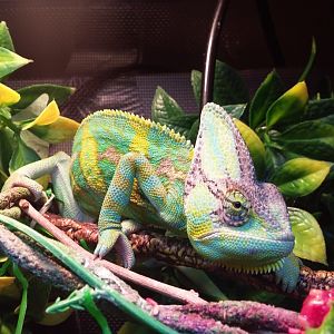 Veiled Chameleon Zeus