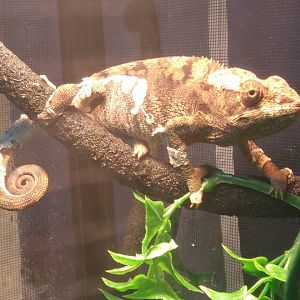 My Spiny Chameleon: Atlas!