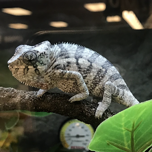 Panther chameleon