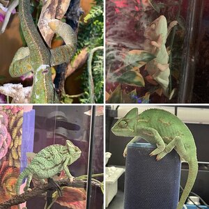 My Veiled Chameleon