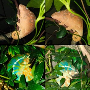 Panther chameleons for sale