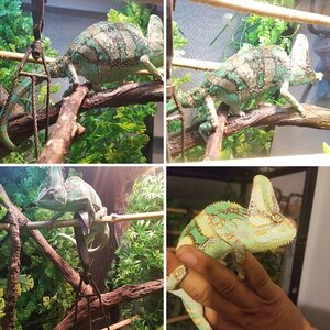 Pictures of my veiled Rango