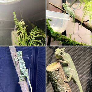 Olive The Chameleon!