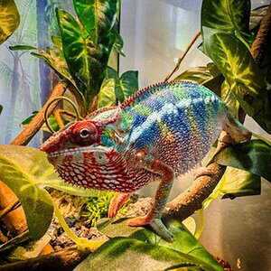 My panther chameleon