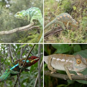 Photos of chameleons in wild