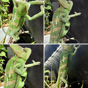 Namul-Male Veiled Chameleon