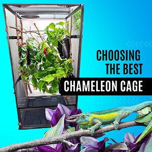 Selecting the Best Chameleon Cage