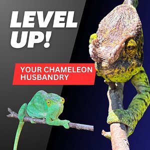 Level Up Your Chameleon Husbandry!