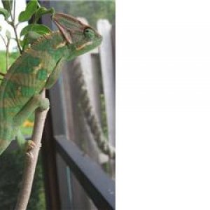 Luie after his first shed, now he's getting some colors.