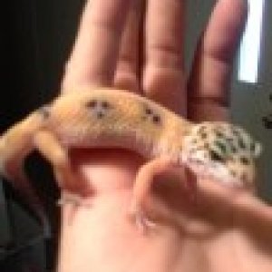 My Daughters Gecko "Lizzie"