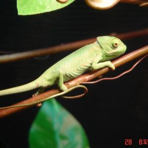 Luna after her 1st shed with me. She got so much bigger over night!