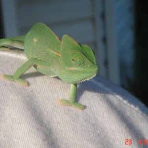 Luna sitting on my shoulder outside in the sun!