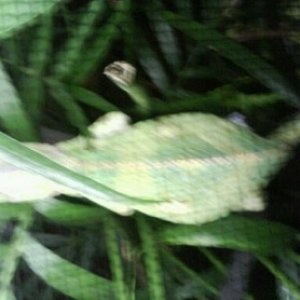 Mr.Chameleon in his sleep lookin gorgeous <3