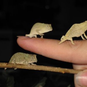 All 3 babies at 5 weeks old