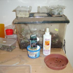 Crickets and locusts in the larger box, waxworms and mealworms on top.