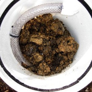 Load the bucket with organic waste, kitchen scraps, this attracts adult soldier flies that hopefully lay eggs just above in the cardboard mounted insi