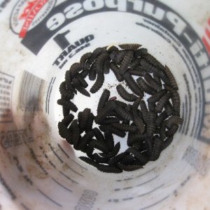 After a couple of weeks, you start seeing the mature grubs in your collecting container. Soon more than you know what to do with, probably.