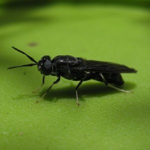 This is the adult Black Soldier Fly. It has about eight days to mate and lay eggs before it's life is over. It has no mouth, surviving as long as the