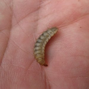 This is a full sized grub, ready to stop eating and pupate into a fly. They can be yellow like this if you feed them yellow rice and grains with a lot