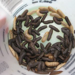 This shows the color variation between “regular” dark grey grubs and those that fed off yellow rice and corn mash. They turned pretty yellow! Now if I