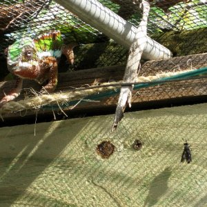 Black Soldier Fly, adult fly in walk in cage with hungry chameleon ready to strike.